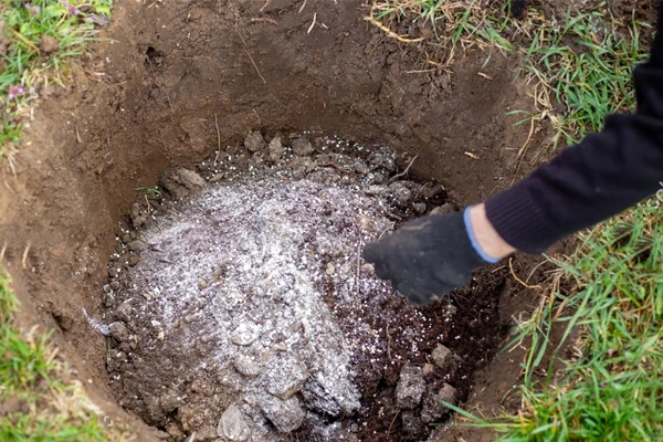 چالکود زمستانه چیست