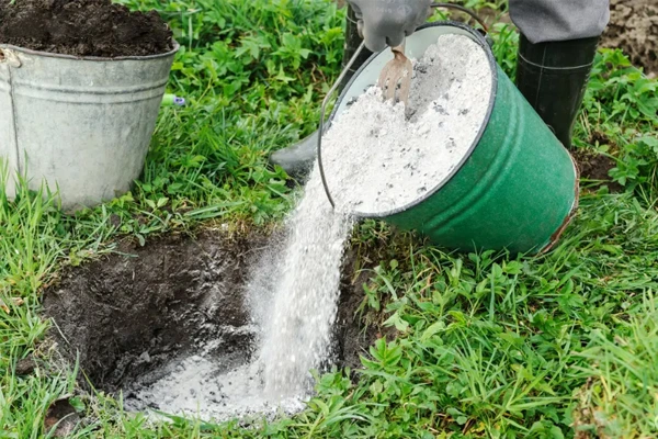 چالکود زمستانه